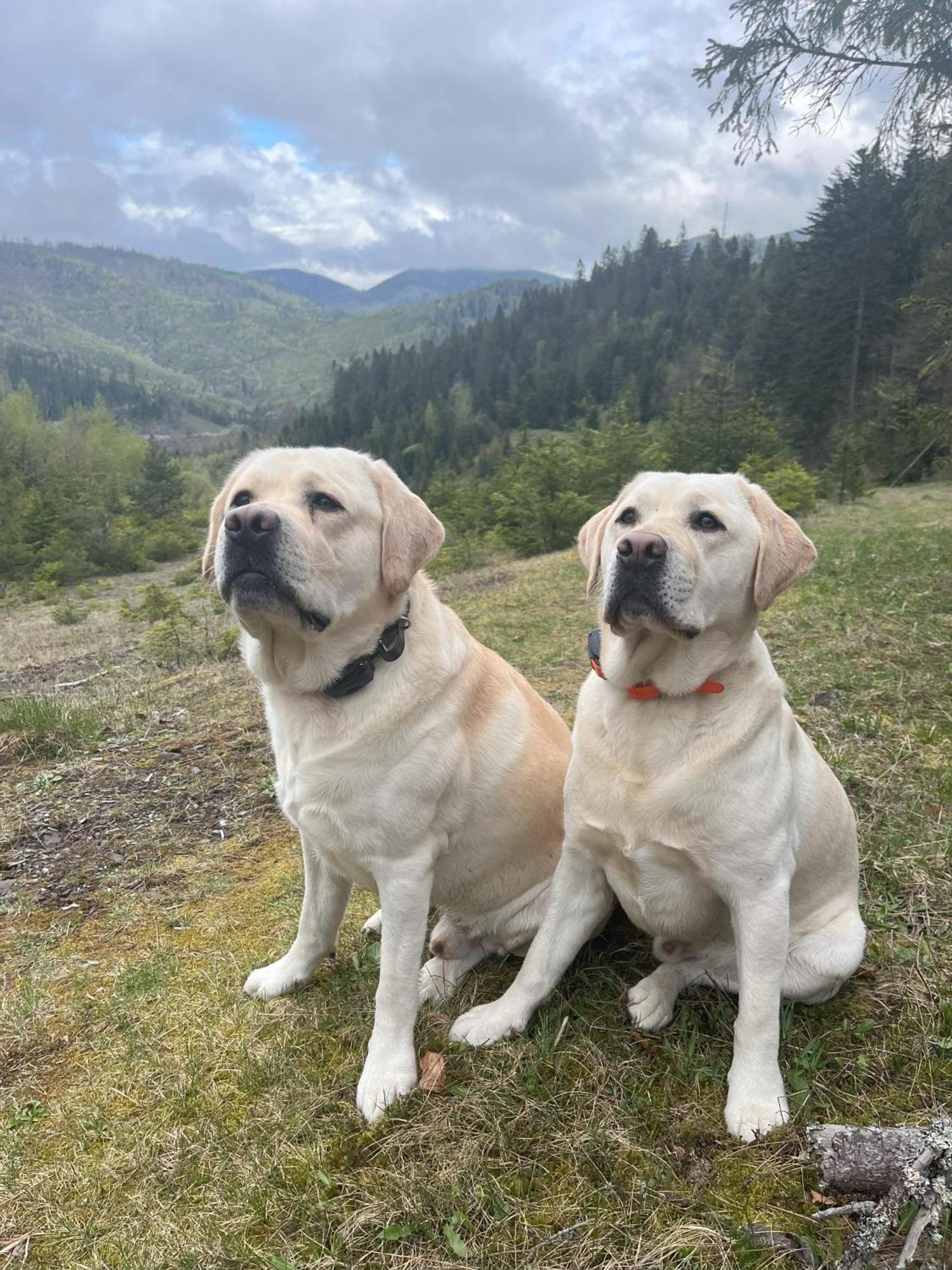 Penzion Pod Guglom Mlynky Esterno foto