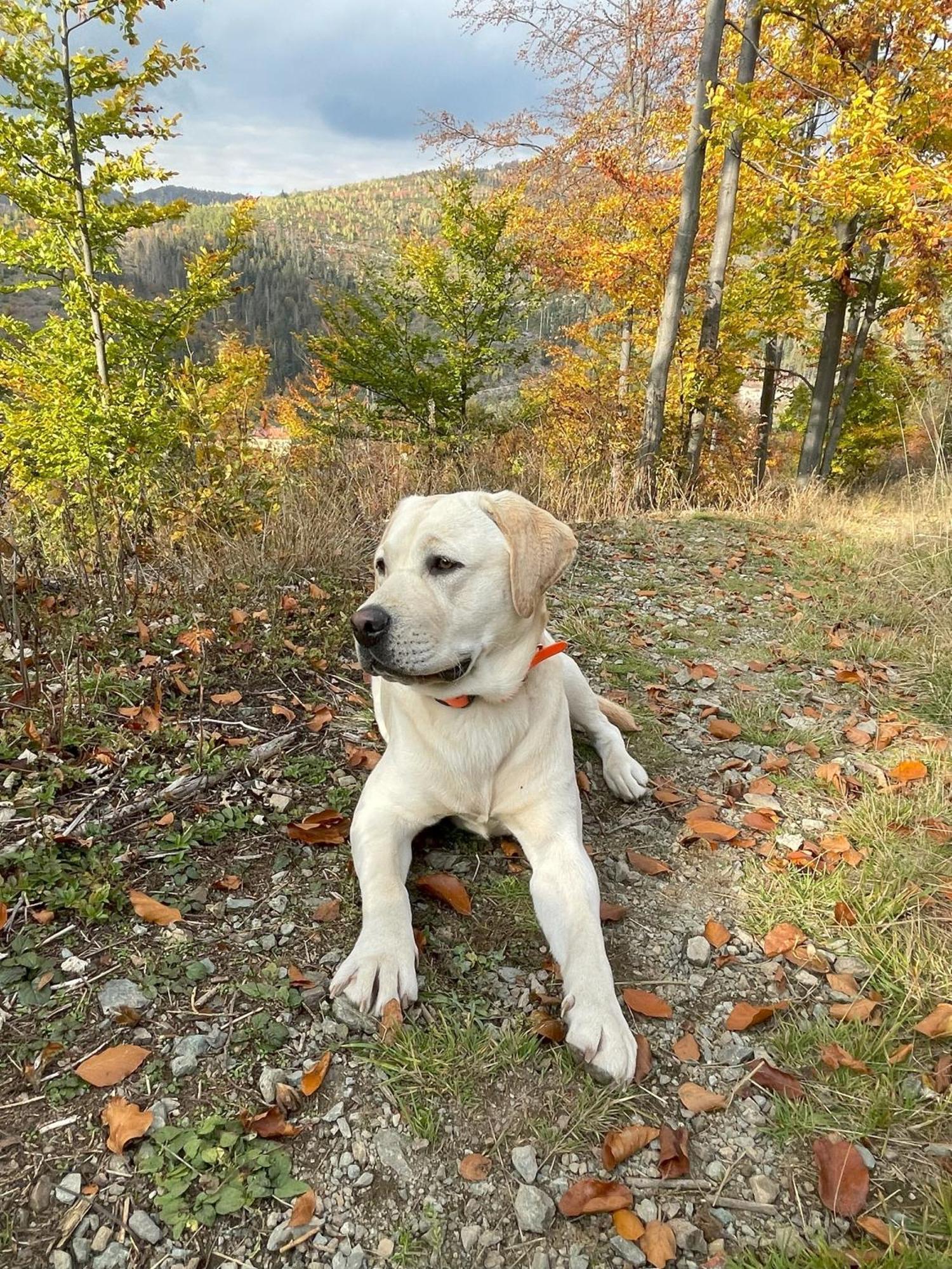 Penzion Pod Guglom Mlynky Esterno foto